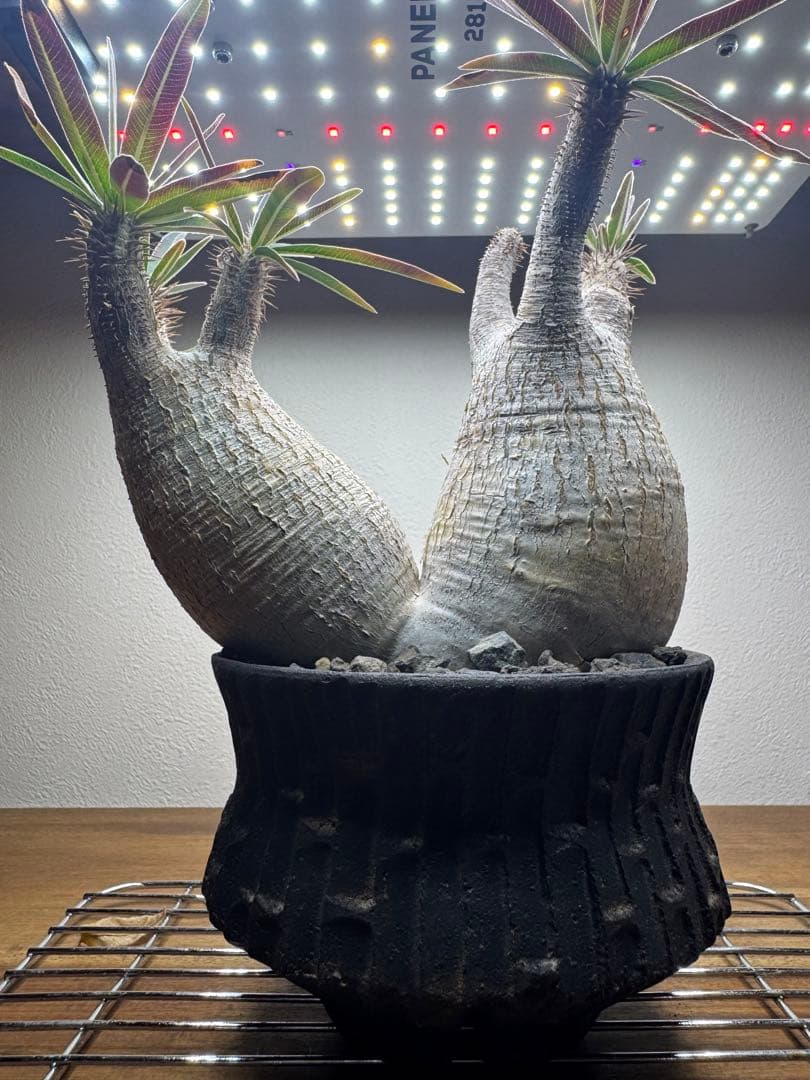 グラキリス　現地球　2頭　塊根植物 黒鉢付き　笠間焼　スリット鉢