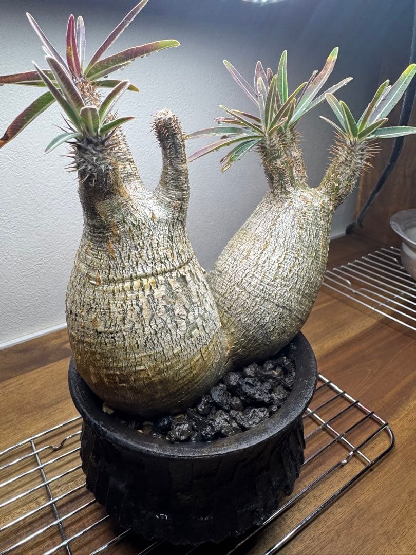 グラキリス　現地球　2頭　塊根植物 黒鉢付き　笠間焼　スリット鉢