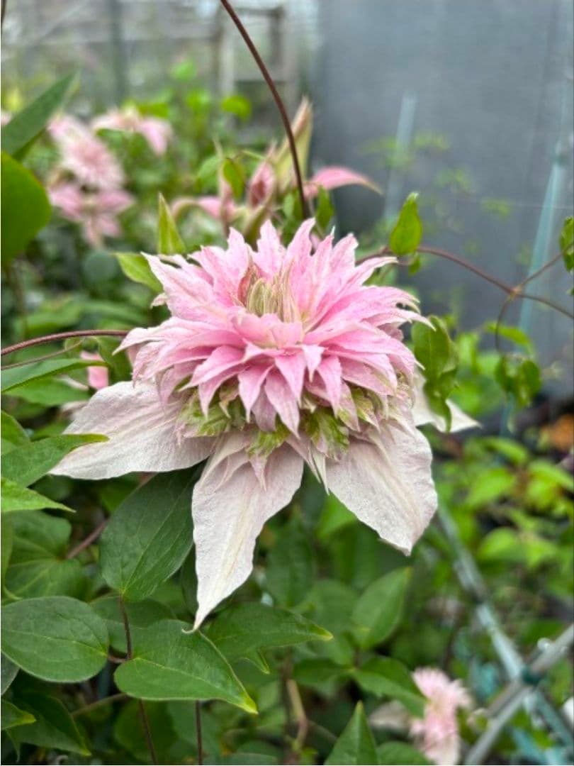 ☆クレマチス☆シェンロン☆3号鉢☆希少☆入手困難☆