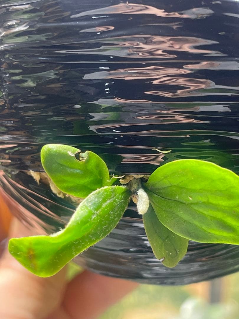 ビカクシダ P・wing of Angel