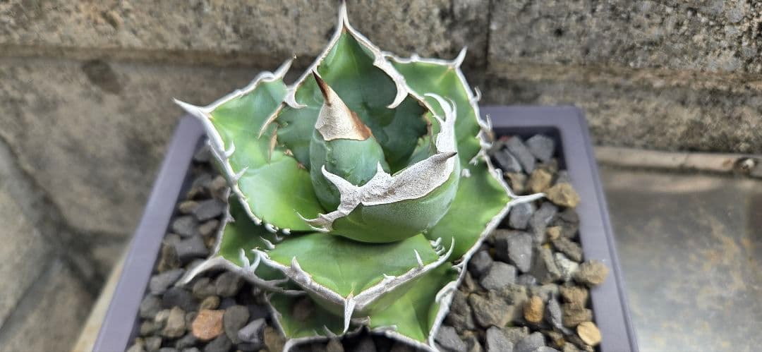 アガベ SAD　中株　ムチムチ極上