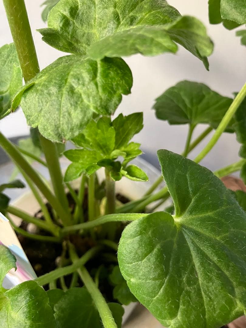 ラナンキュラス　ランドセルシリーズ サラセレネ　ジャシンタ　ポット苗