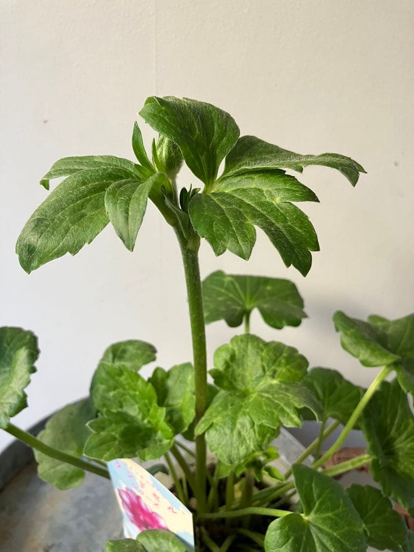 ラナンキュラス　ランドセルシリーズ サラセレネ　ジャシンタ　ポット苗