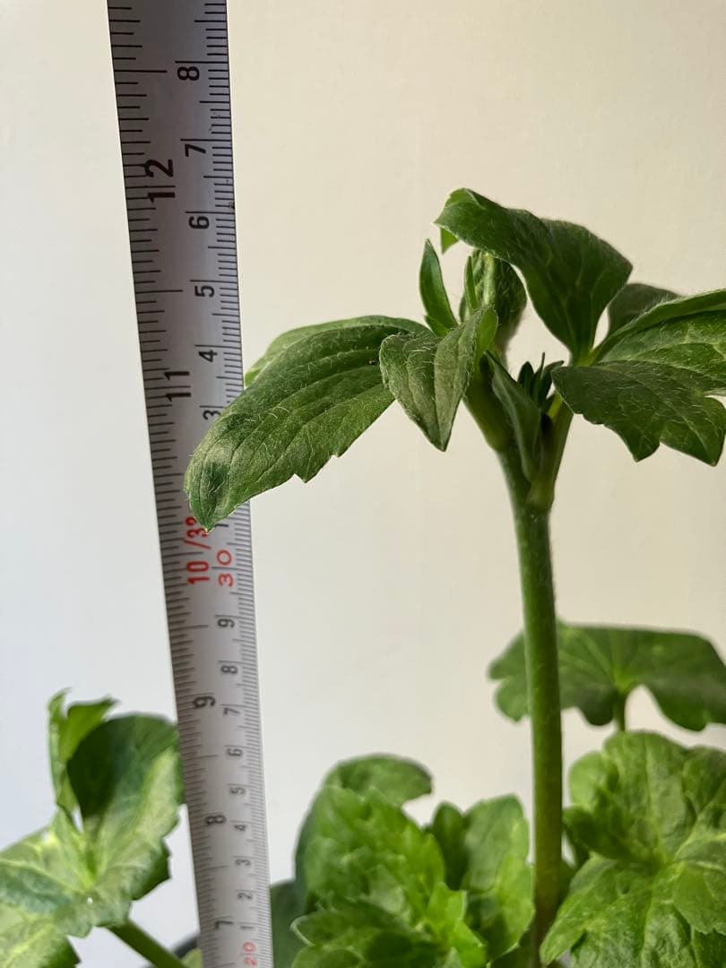 ラナンキュラス　ランドセルシリーズ サラセレネ　ジャシンタ　ポット苗