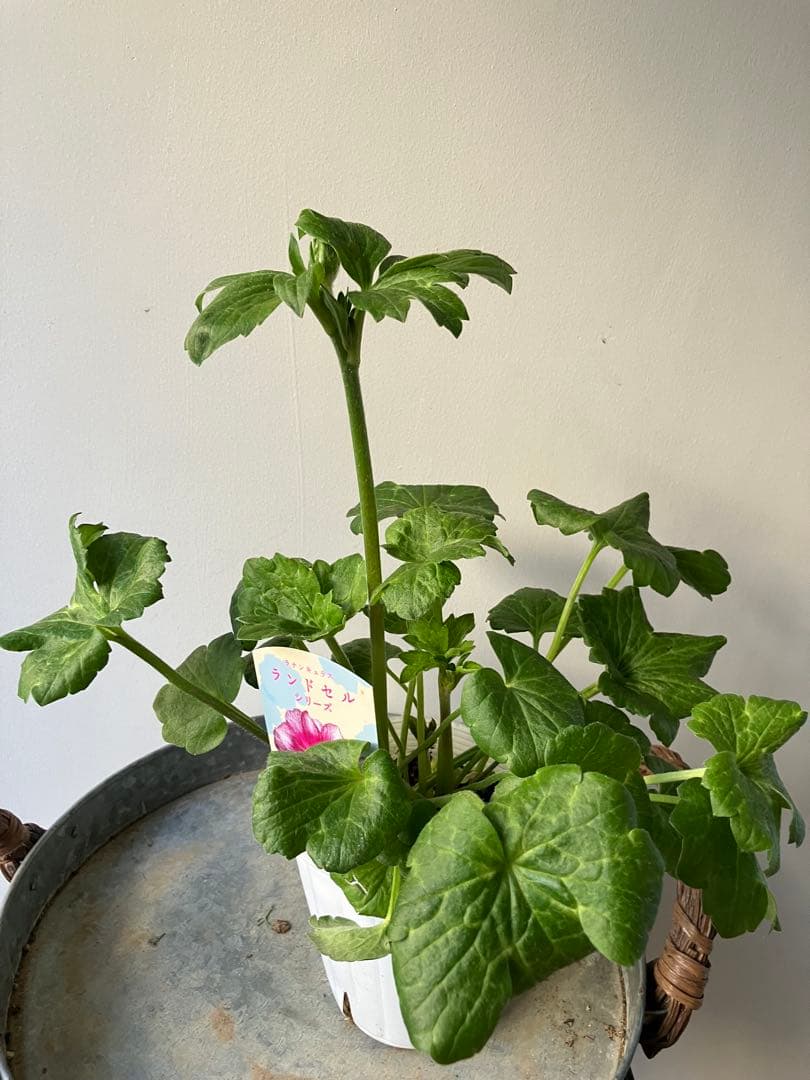 ラナンキュラス　ランドセルシリーズ サラセレネ　ジャシンタ　ポット苗