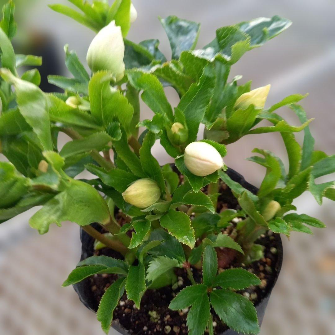 つぼみ30位！可愛いセミダブル♪クリスマスローズ、大苗、開花株