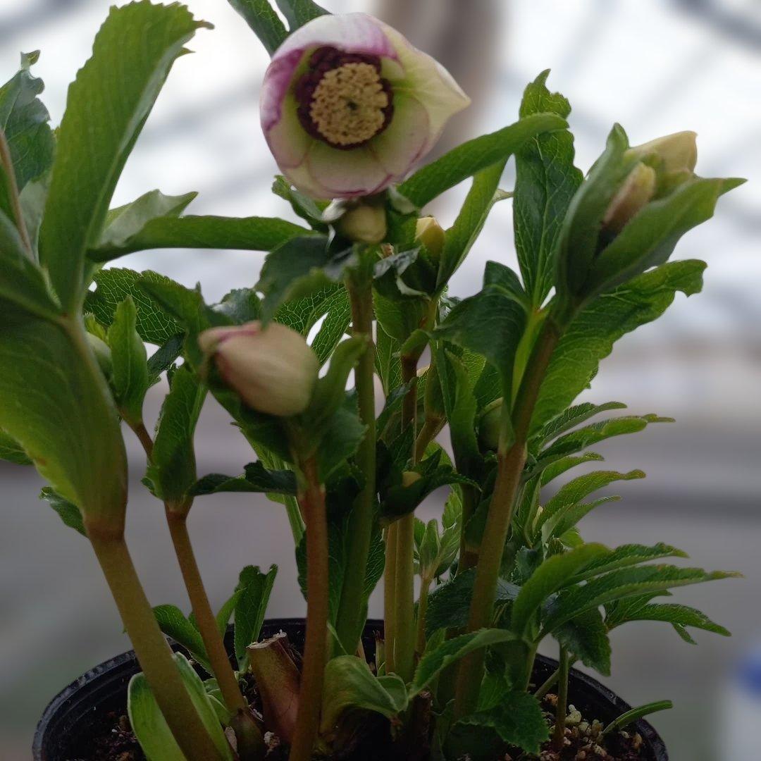 つぼみ30位！可愛いセミダブル♪クリスマスローズ、大苗、開花株