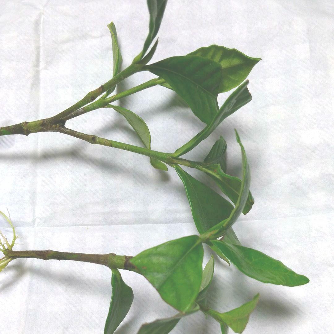 盆栽用に～クチナシ2本・