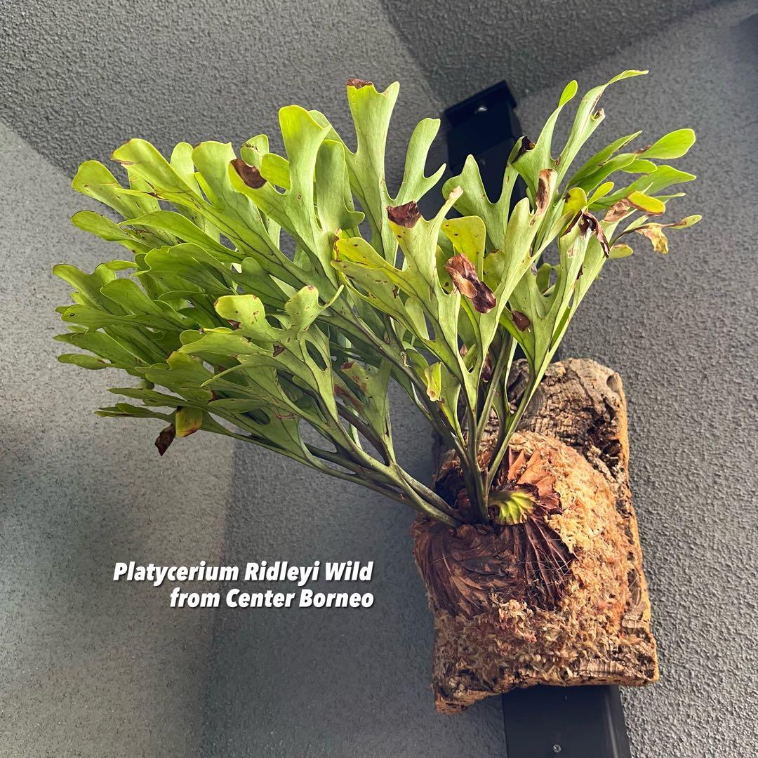 コルク付け】ビカクシダ・リドレイ・ワイルド(センターボルネオ由来