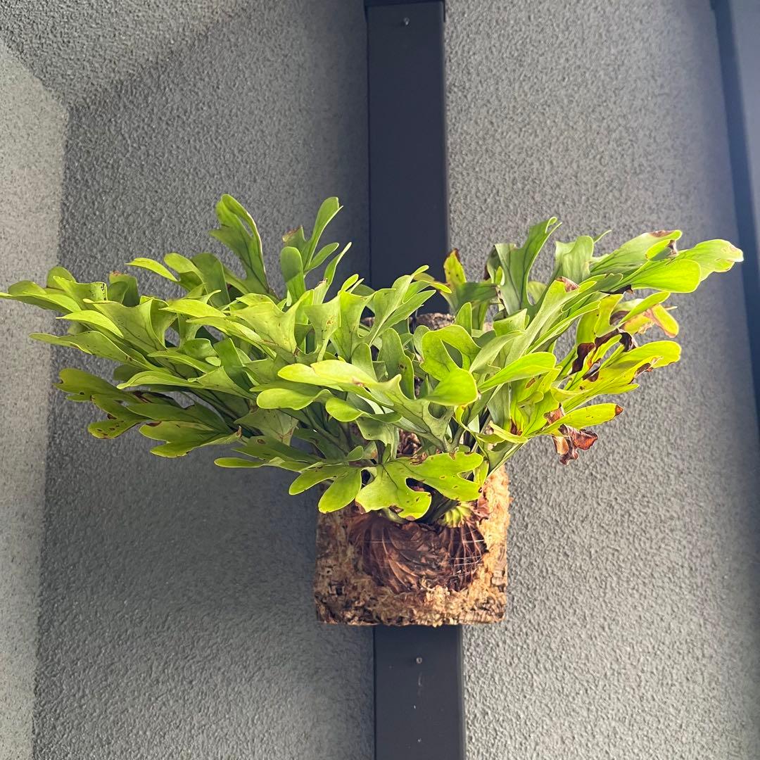 コルク付け】ビカクシダ・リドレイ・ワイルド(センターボルネオ由来