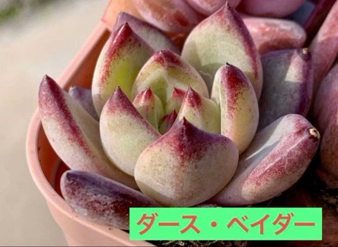 選べる！！プラグ苗(抜き苗) 多肉植物 ランダム発送 - メルカリ