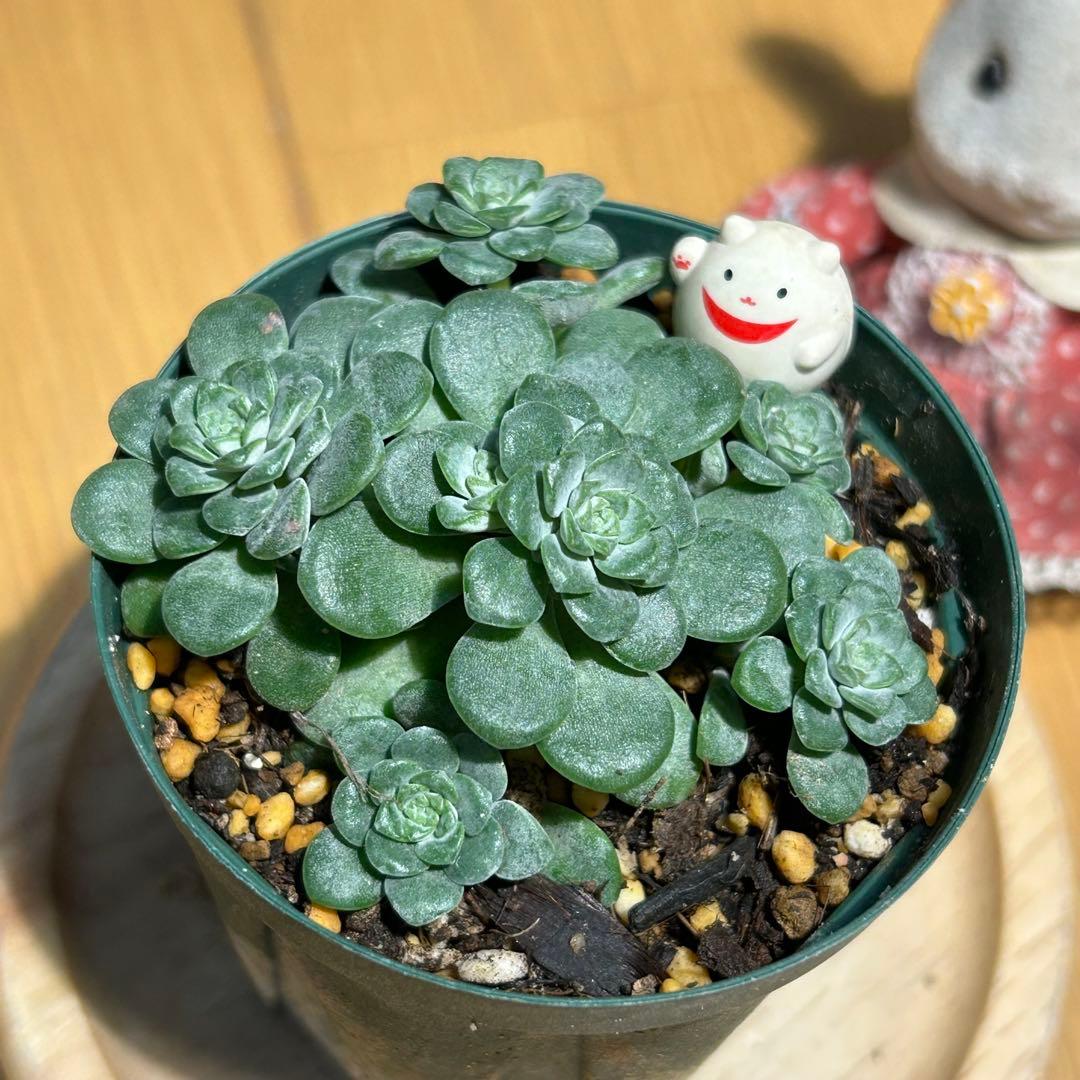 多肉植物 白雪ミセバヤ 抜き苗 根付き まねきねこ - メルカリ