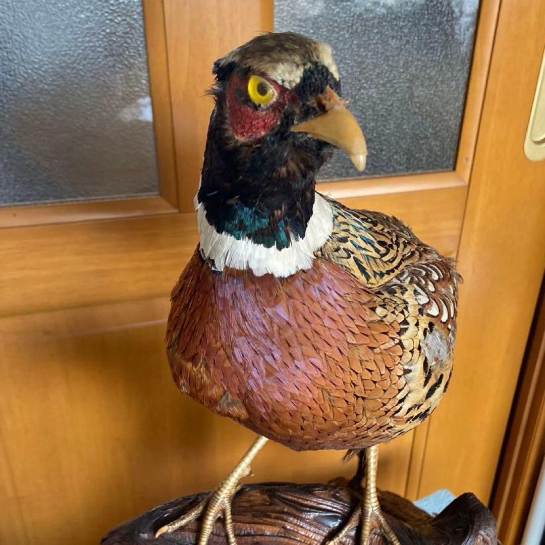キジのつがい 剥製 雄雌 見本 昭和レトロ - メルカリ