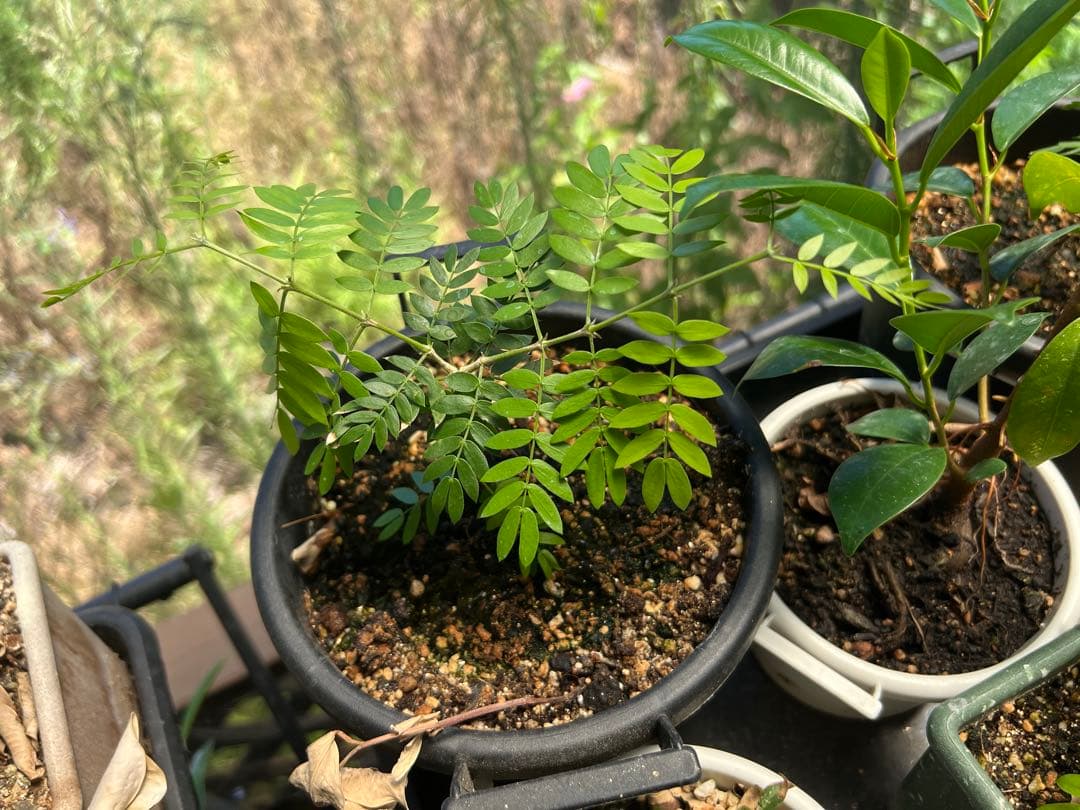 【激レア】リグナムバイタ・癒瘡木の越冬した実生苗1