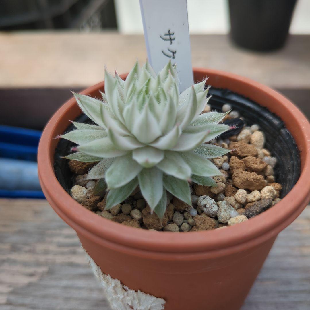 多肉植物 センペルビウム サクソン錦 - メルカリ