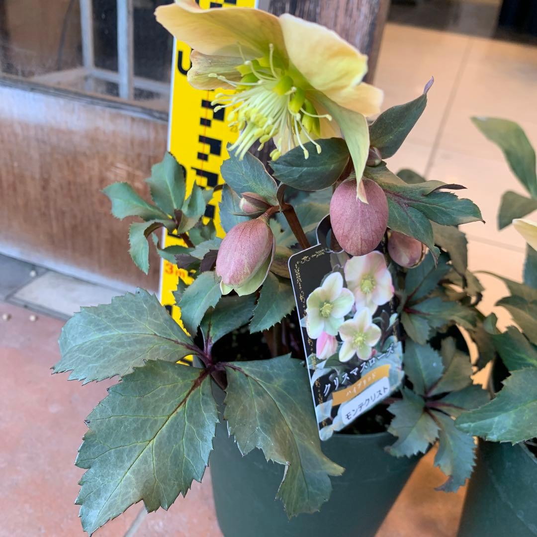 クリスマスローズ 花苗 5種セット