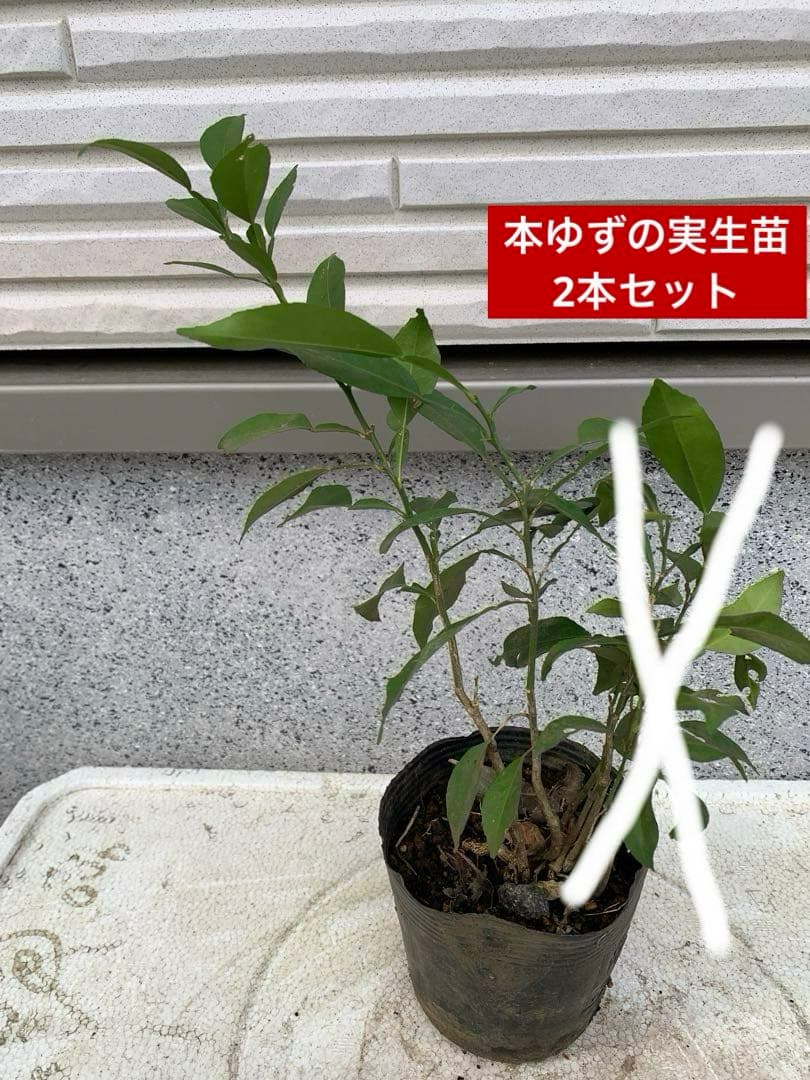 送料込み、本ゆずの実生苗2本セット（抜き苗で発送） - メルカリ