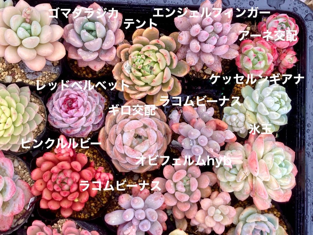 マーミ様　確認用