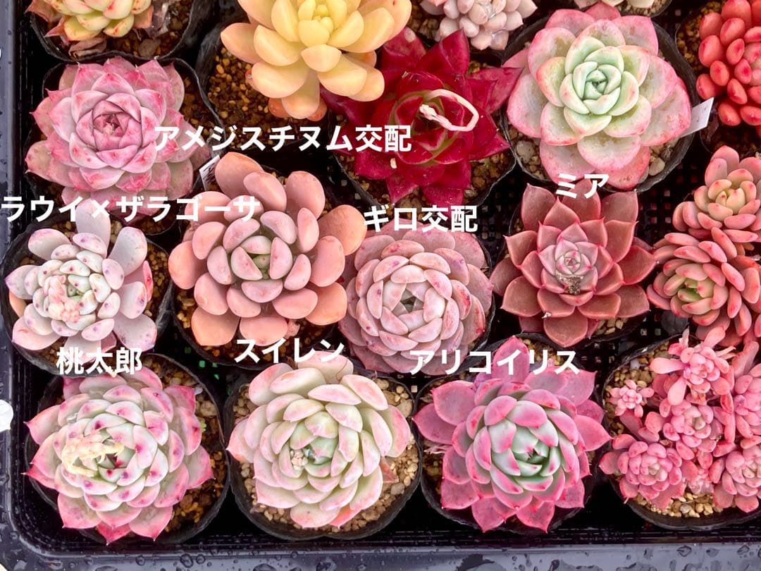 マーミ様　確認用