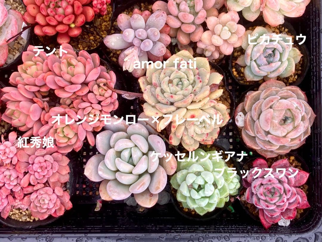 マーミ様　確認用