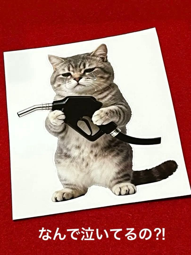 リアル猫(=^x^=)❣️ステッカー➇ - メルカリ