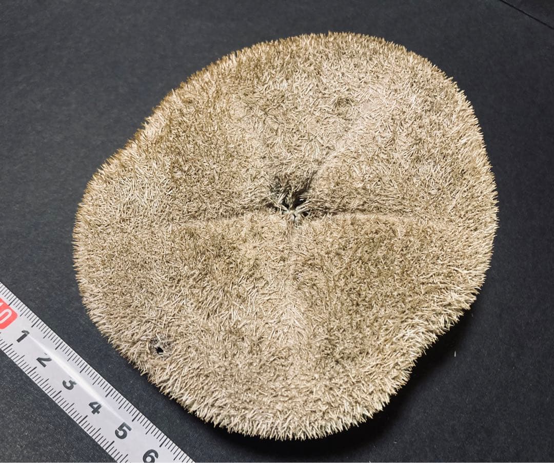 タコノマクラ 棘皮動物 ウニ カシパン たこのまくら 棘付き① - メルカリ