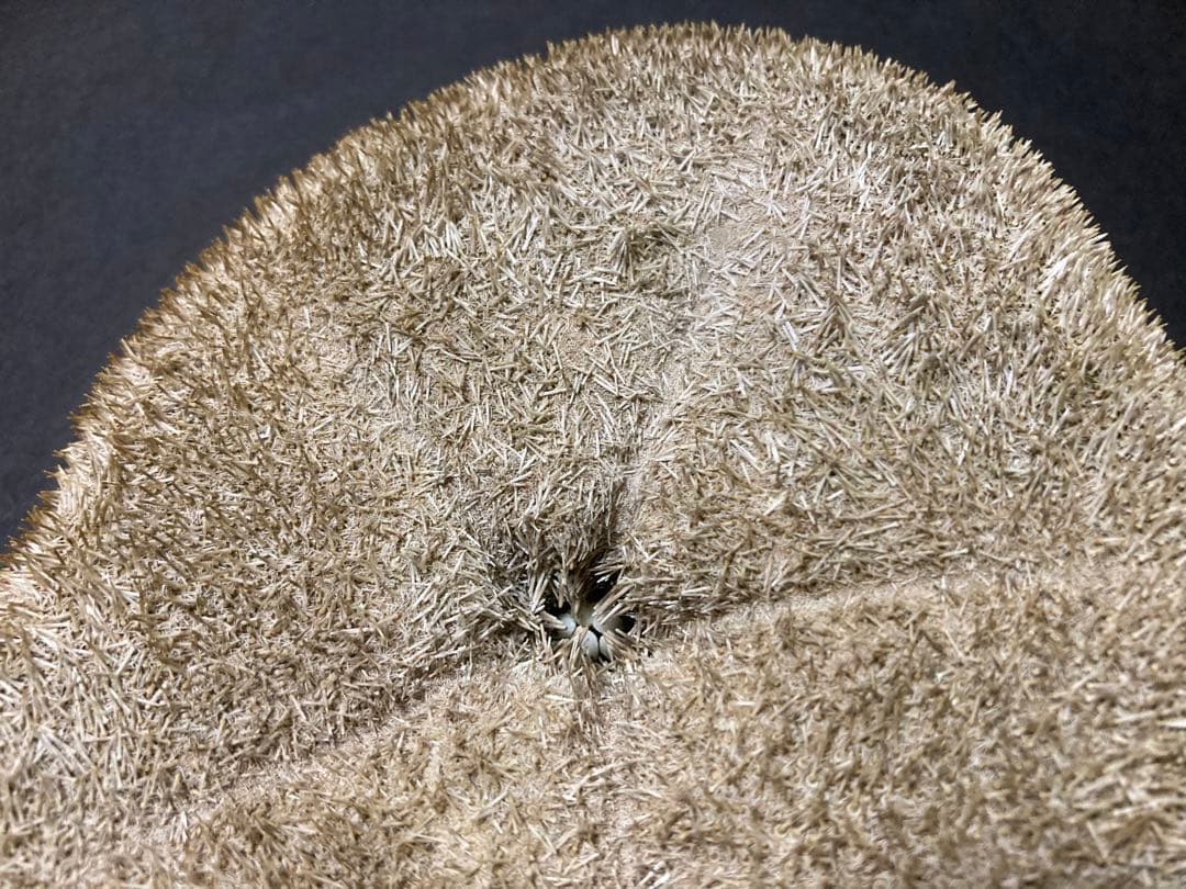 タコノマクラ 棘皮動物 ウニ カシパン たこのまくら 棘付き① - メルカリ