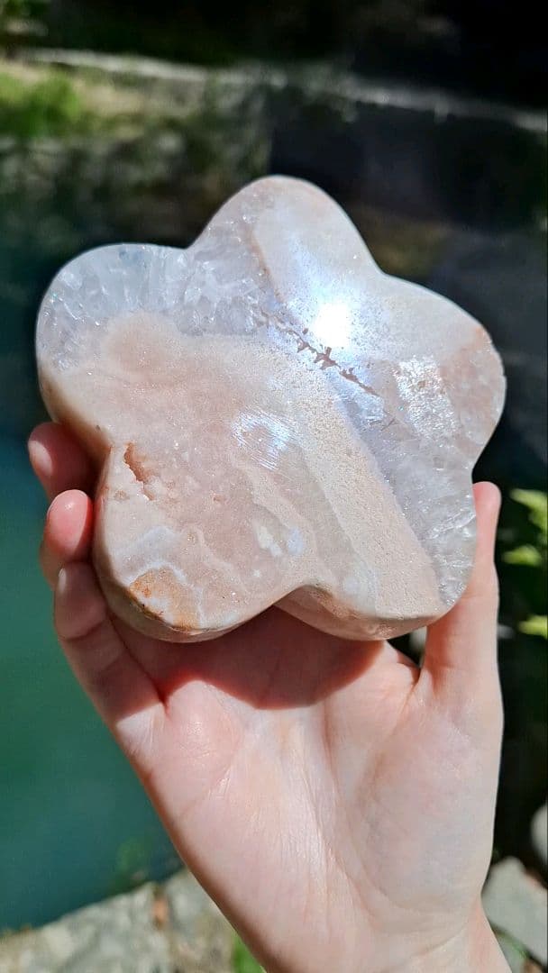 ピンクアメジストフラワー【開花】