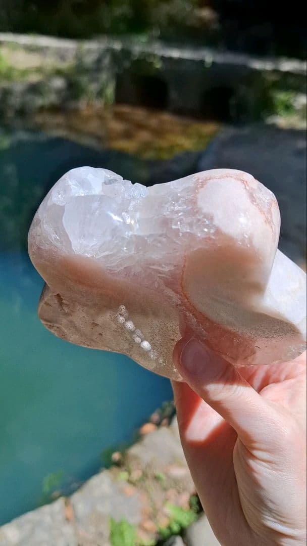 ピンクアメジストフラワー【開花】