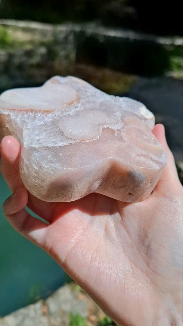 ピンクアメジストフラワー【開花】