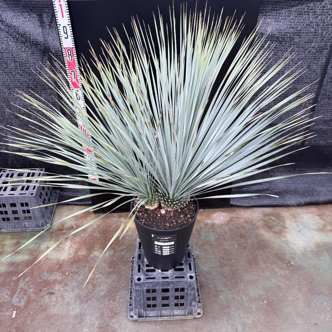 AL1201】ユッカ ロストラータ ランチョブルー（品種名） ダブルヘッド