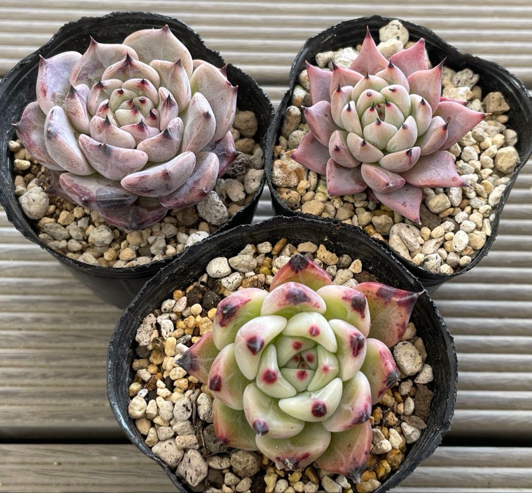 ざわわ×ロメオ　そわそわ×コロラータアテマハック　ざわわ×沙羅姫牡丹　多肉植物