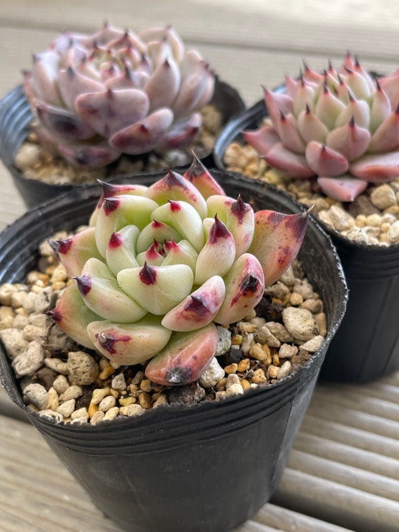 ざわわ×ロメオ　そわそわ×コロラータアテマハック　ざわわ×沙羅姫牡丹　多肉植物