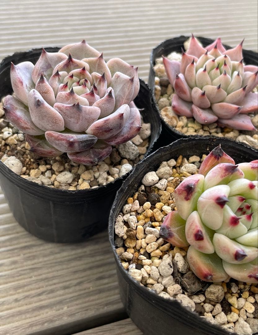 ざわわ×ロメオ　そわそわ×コロラータアテマハック　ざわわ×沙羅姫牡丹　多肉植物