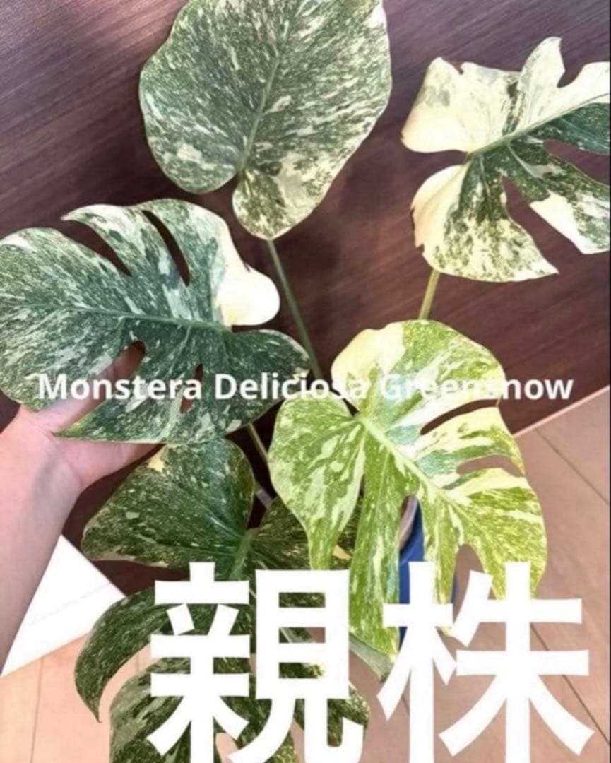 数量限定！最高級 モンステラ デリシオーサ グリーンスノー 極上茎 発