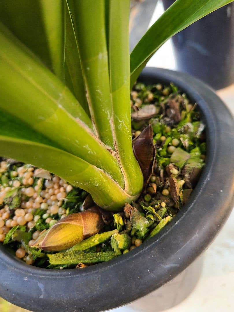 フォアゴットンフルーツ。花芽合計17個。5鉢セット。蜜蜂誘引蘭