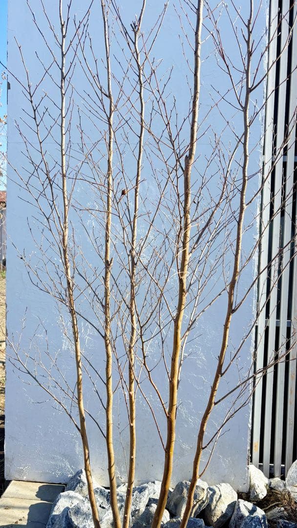 絶品美幹。ヒメシャラ切り戻し本株立ち2.9M(鉢底から) - メルカリ