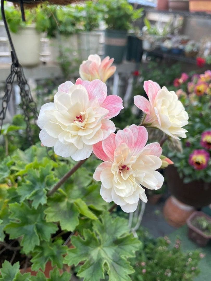 同捆専用ゼラニウム苗