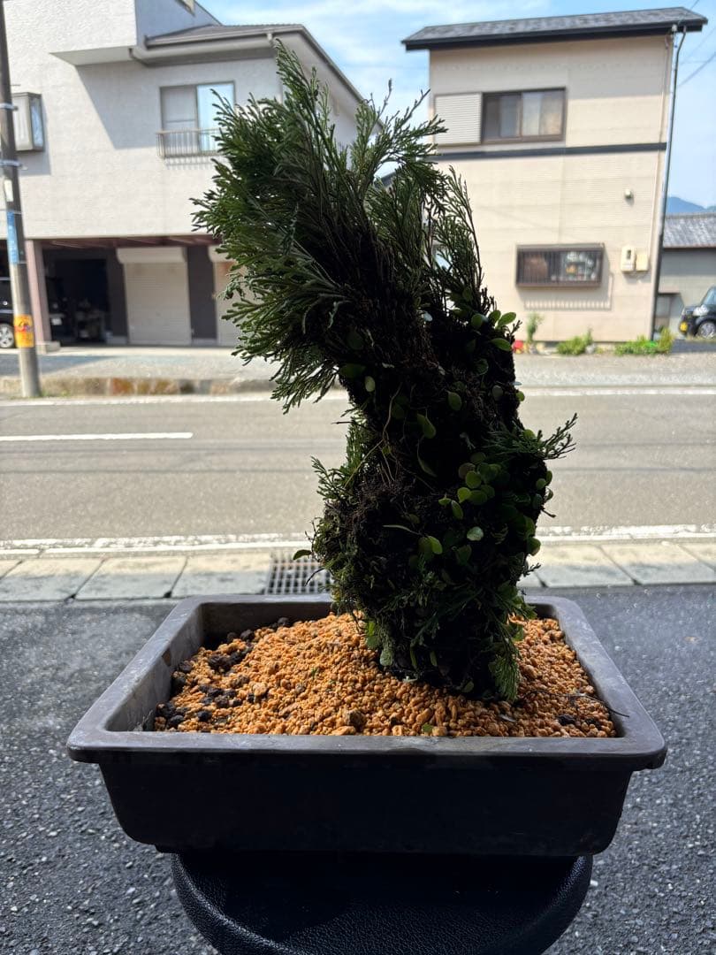 ❹ イワヒバ ( 岩松 ） 首長最上株物 ３０年以上物コニファー 鉢植え