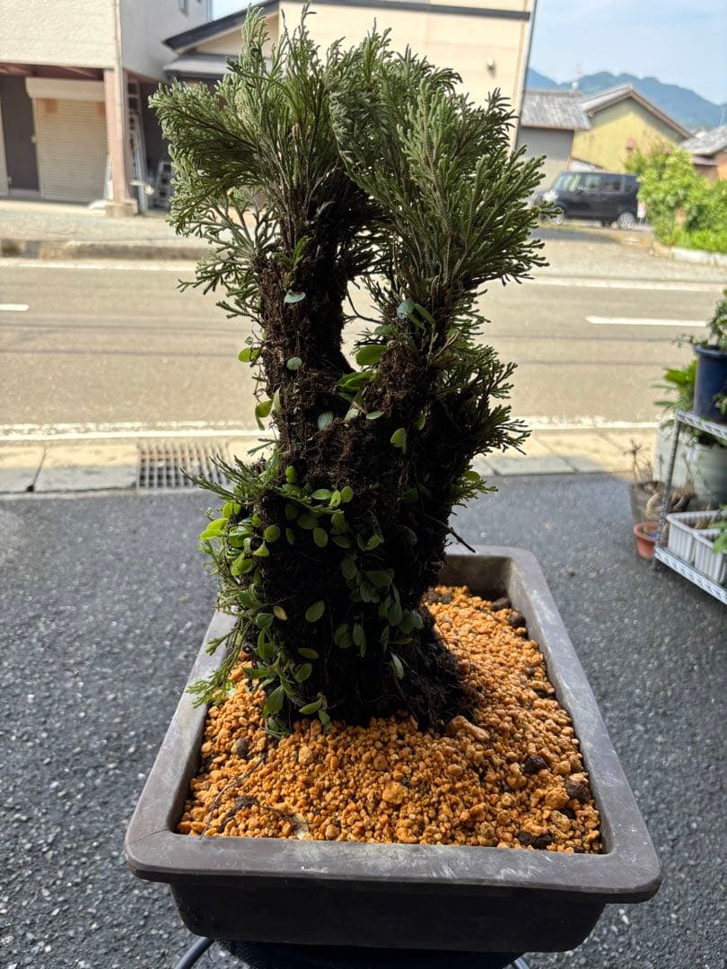 ❹ イワヒバ ( 岩松 ） 首長最上株物 ３０年以上物コニファー 鉢植え