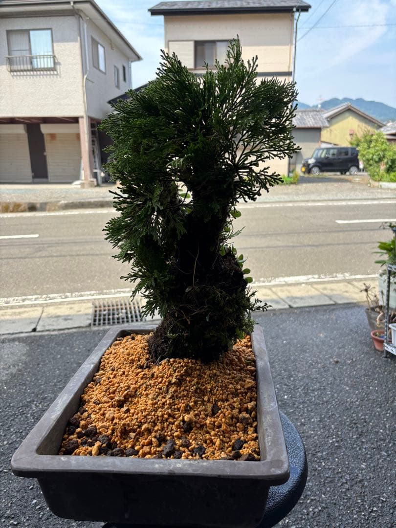 ❹ イワヒバ ( 岩松 ） 首長最上株物 ３０年以上物コニファー 鉢植え