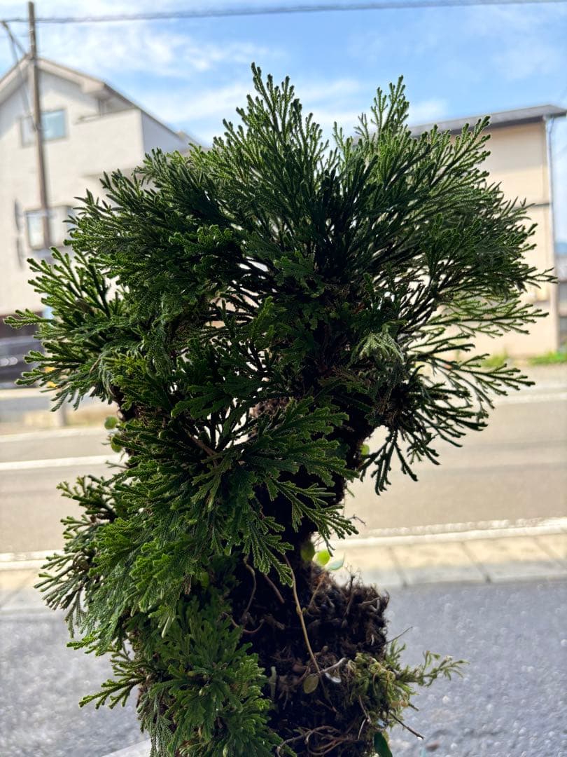 ❹ イワヒバ ( 岩松 ） 首長最上株物 ３０年以上物コニファー 鉢植え