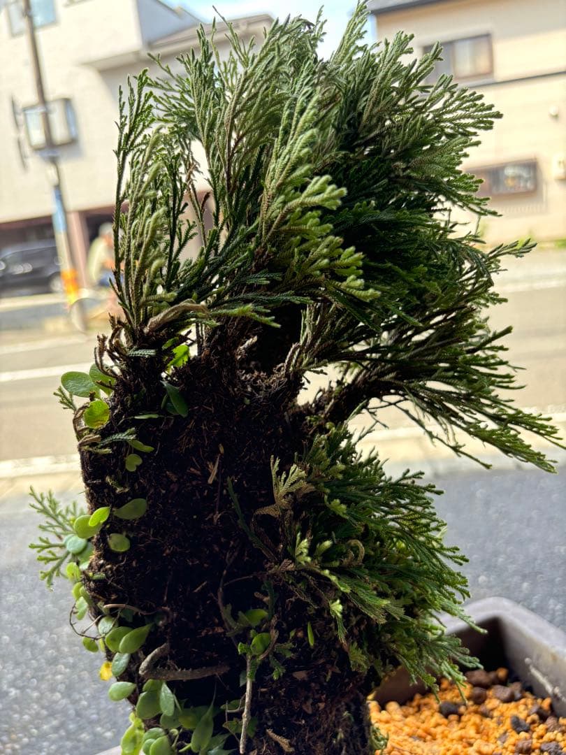 ❹ イワヒバ ( 岩松 ） 首長最上株物 ３０年以上物コニファー 鉢植え