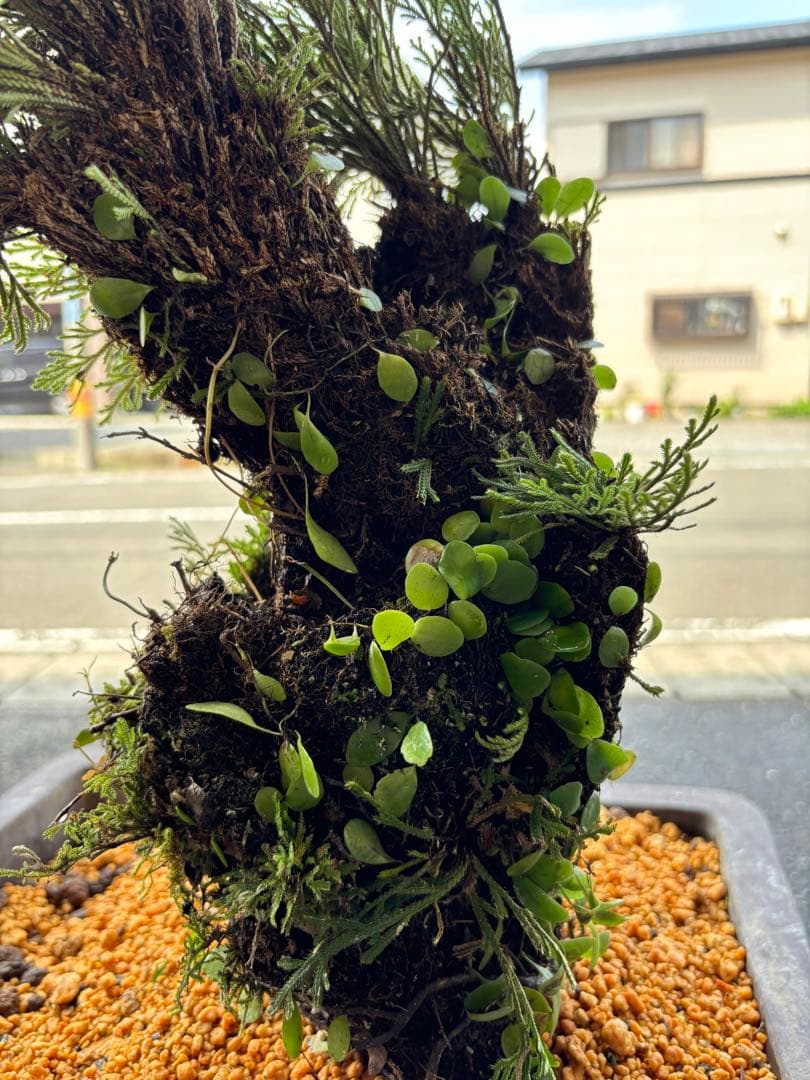 ❹ イワヒバ ( 岩松 ） 首長最上株物 ３０年以上物コニファー 鉢植え