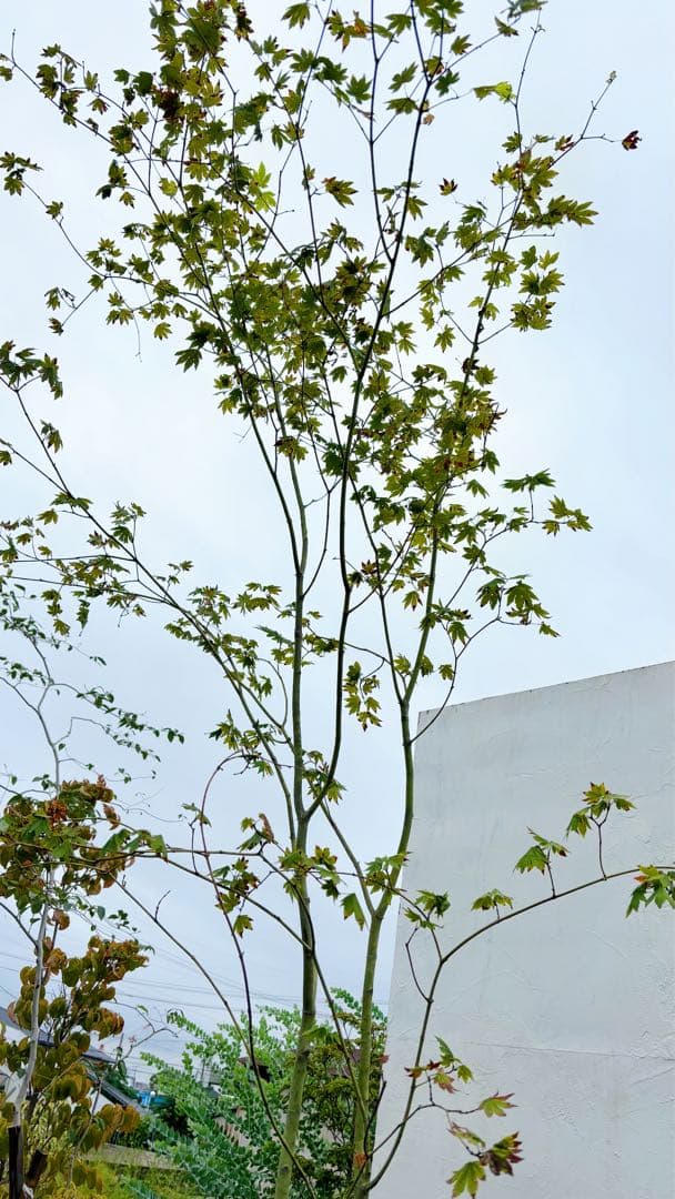 masuma 超逸品。山採りコハウチワカエデ3.5M(鉢底から)