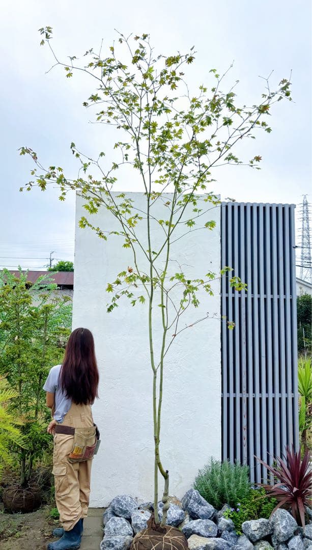 masuma 超逸品。山採りコハウチワカエデ3.5M(鉢底から)