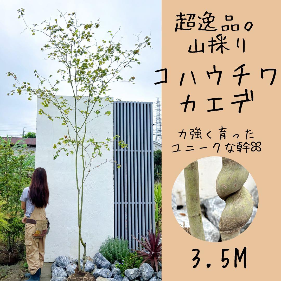 masuma 超逸品。山採りコハウチワカエデ3.5M(鉢底から)