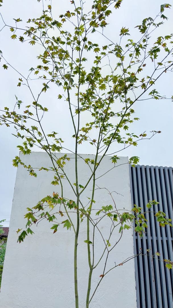 masuma 超逸品。山採りコハウチワカエデ3.5M(鉢底から)