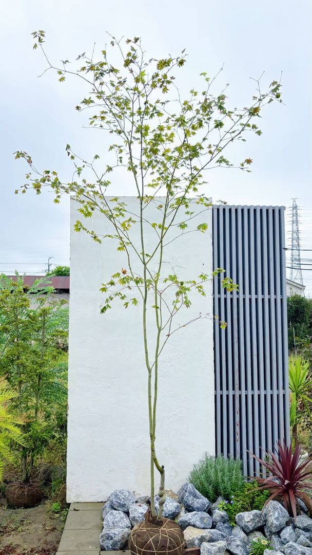 masuma 超逸品。山採りコハウチワカエデ3.5M(鉢底から)