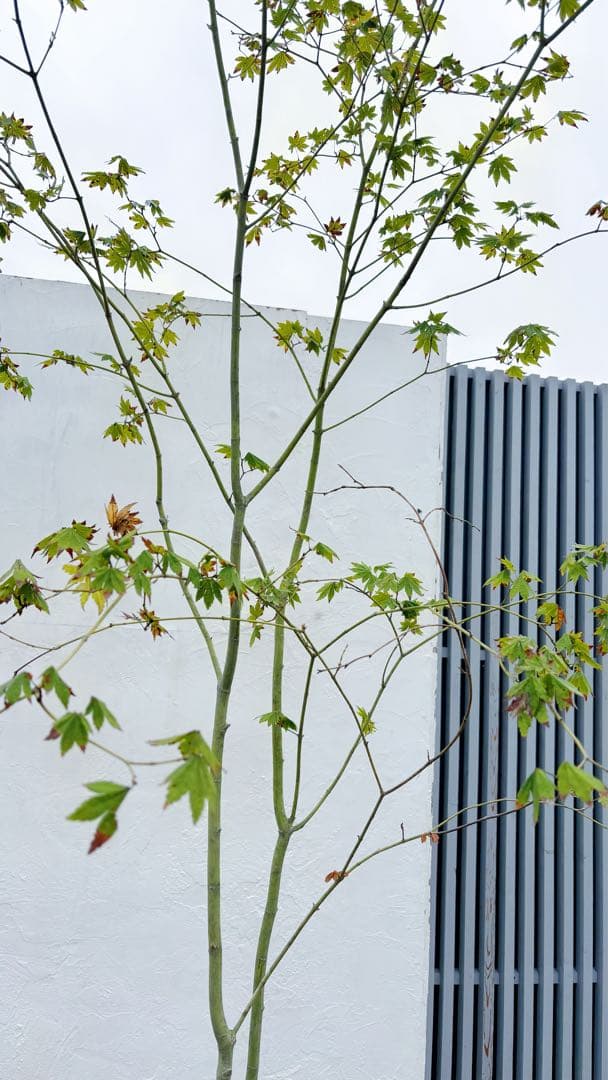 masuma 超逸品。山採りコハウチワカエデ3.5M(鉢底から)